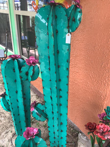 Assorted Colors Mammillaria Cactus