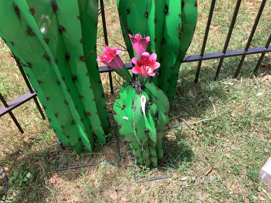 Assorted Colors Flowering Cactus