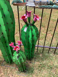 Assorted Colors Flowering Cactus