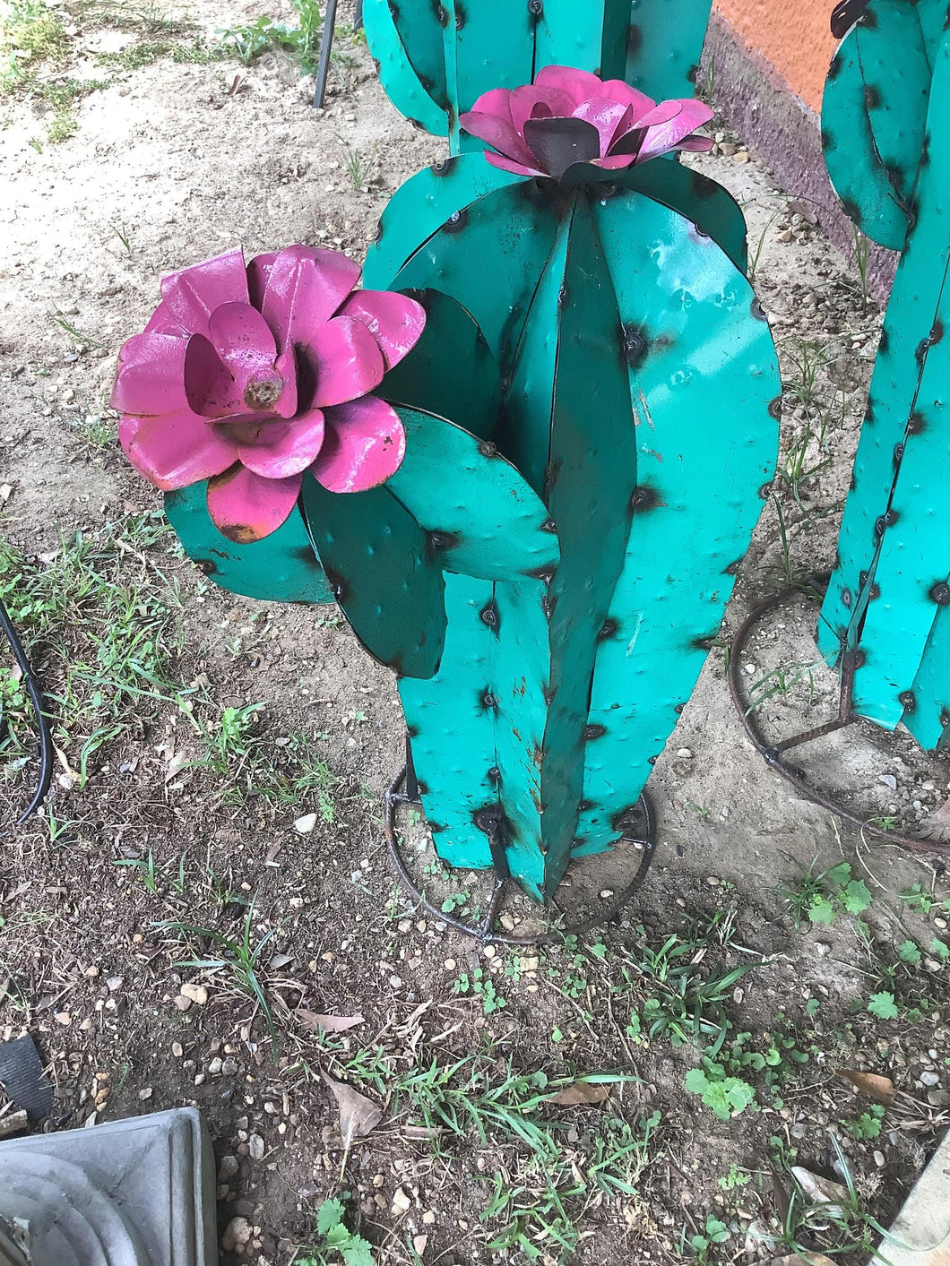 Assorted Colors Mammillaria Cactus